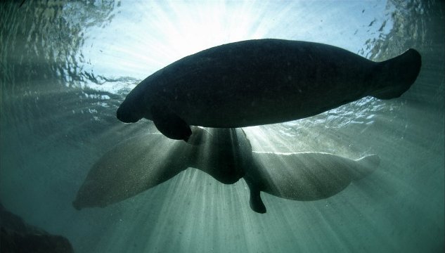 Cnn Co Jp マナティーの絶滅危惧種指定を見直しへ 米環境当局
