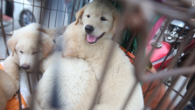 中国では犬肉を食べる祭りを動物愛護団体が非難した