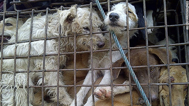 タイからベトナムに犬が密輸される