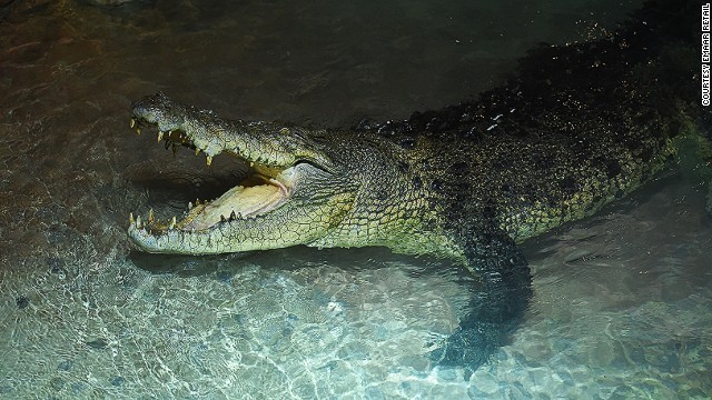 ドバイの水族館に最近登場した大型のワニ
