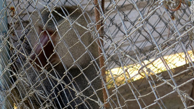 生き残ったヒヒ。餌を飼う資金もほとんどなく、地面に落ちている種などを食べているという