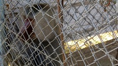 生き残ったヒヒ。餌を飼う資金もほとんどなく、地面に落ちている種などを食べているという