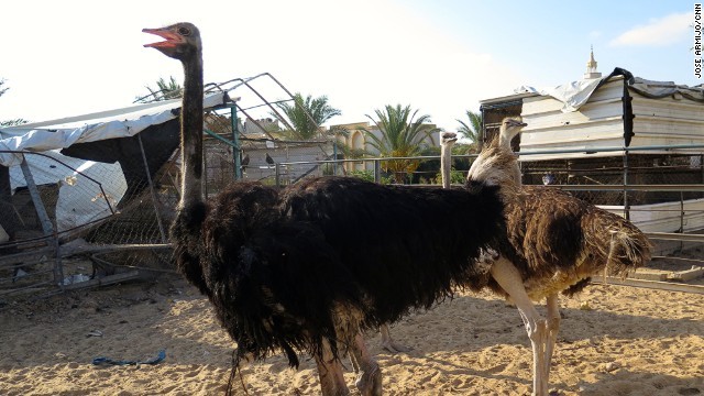 Cnn Co Jp 写真特集 がれきと化したガザの動物園 12 15 Cnn Co Jp 写真特集 がれきと化したガザの動物園 12 15