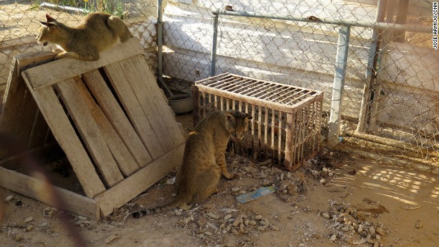 多くの動物が何日間も餌を与えられていないという