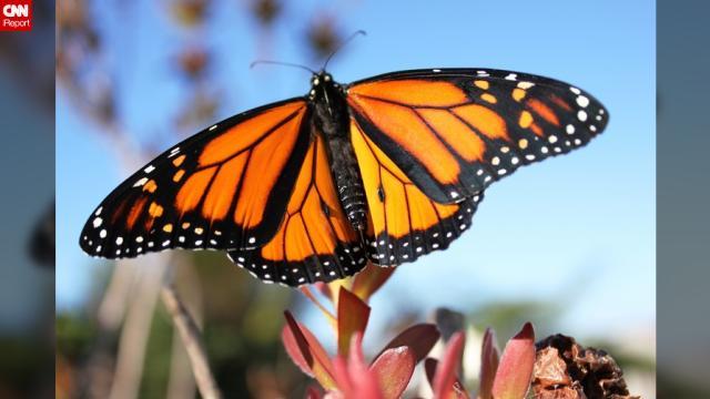 チョウ・ビジネスは飛躍の時を迎えるか