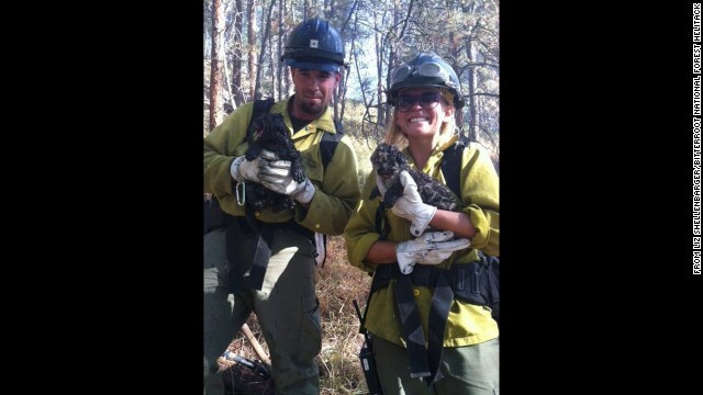 山火事に巻き込まれたピューマの赤ちゃんが救出される出来事があった