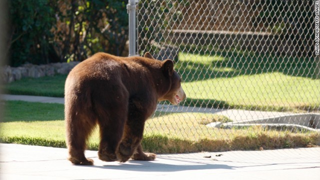 ニュージャージー州では全２１郡にクマが生息