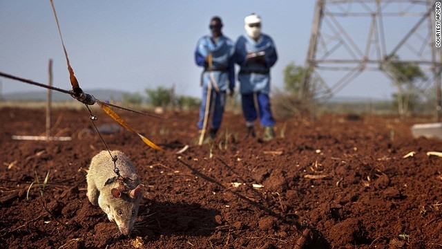 アフリカオニネズミを訓練して地雷探知に活用しようとする取り組みが進んでいる