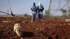 アフリカオニネズミを訓練して地雷探知に活用しようとする取り組みが進んでいる