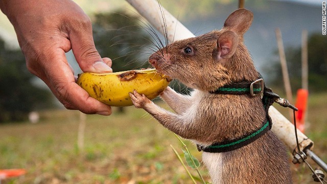 訓練の一環として、ご褒美のバナナを与えているところ