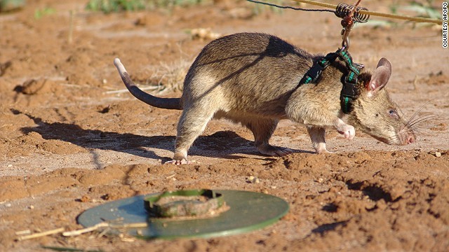 アフリカオニネズミが人命救助活動の一翼を担っているという＝アポポ提供