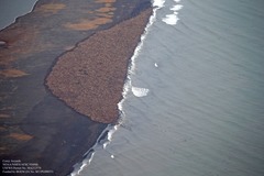 ３万５０００頭のセイウチが海岸に集結＝Corey Accardo/NOAA提供