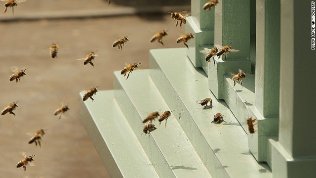米アリゾナ州でハチの大群に襲われた男性が死亡した