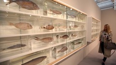 棚に多数の魚を展示した作品も