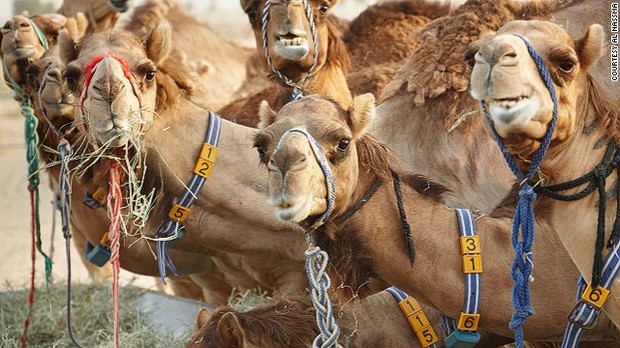 アラブ首長国連邦（ＵＡＥ）ドバイでは、ラクダのミルクや肉を高級食材として販売するビジネスが拡大