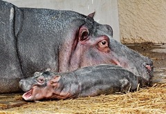 ロサンゼルス動物園でカバの赤ちゃんが誕生＝Tad Motoyama/LA Zoo提供