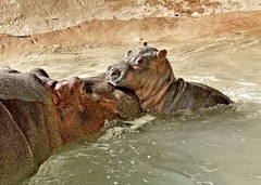 同動物園では２６年ぶりのことだという＝Tad Motoyama/LA Zoo提供