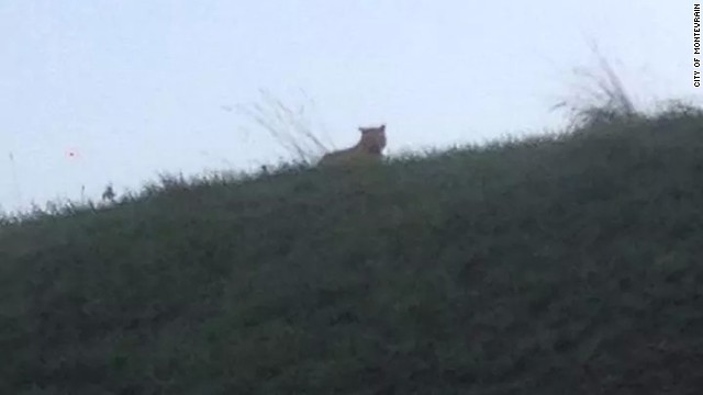 パリ郊外で目撃された動物はトラではないと当局が断定