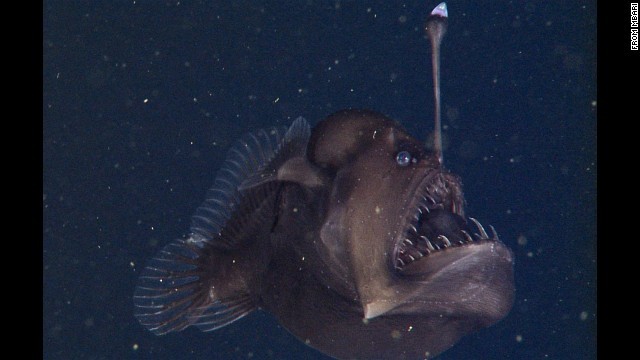 Cnn Co Jp 珍しいアンコウの姿を初めて撮影 米水族館