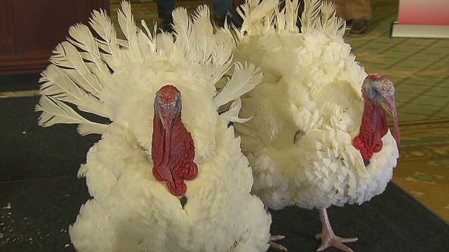 ８割を超える米国人が七面鳥料理を用意するという