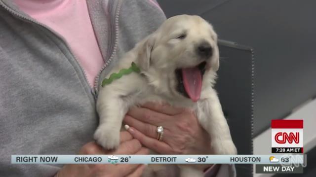 犬も天国に行ける？