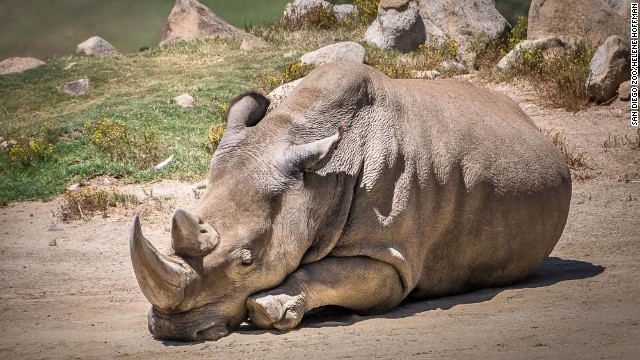 米サンディエゴ動物園のキタシロサイが死んだ＝同園提供