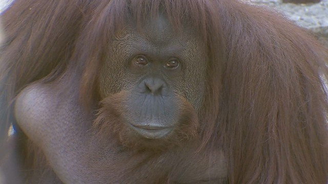 ブエノスアイレス動物園で２０年前から飼育されている「サンドラ」