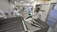 輸出する前に工場で魚の内臓を処理する＝ADVANCE AFRICA提供