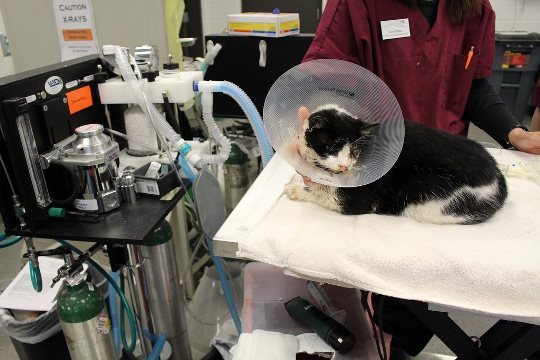 死んで埋葬されたはずの猫が生きていた＝Tampa Bay Humane Society提供