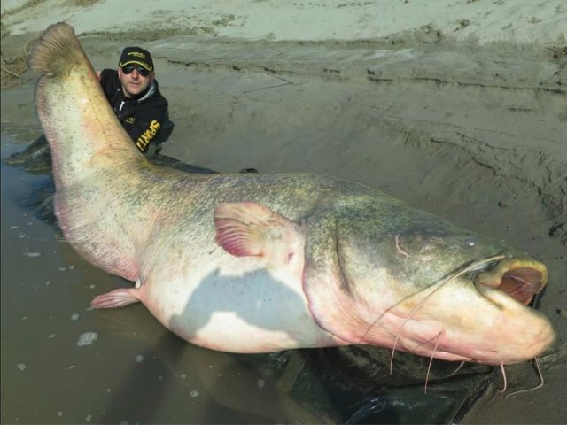 Cnn Co Jp イタリアの川に１００キロ超の巨大ナマズ 男性が釣る