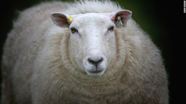 「羊のインターネット」に関する研究が進んでいるという