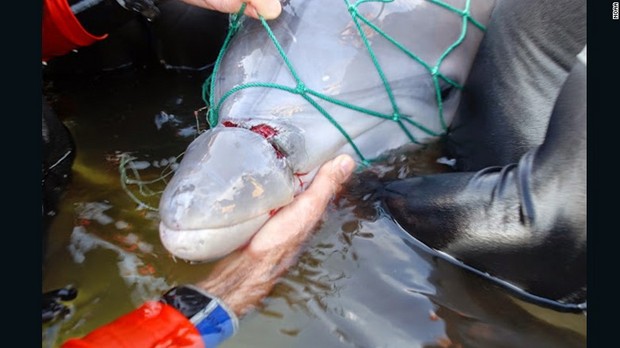 フロリダ沖で発見された釣り糸が食い込んだイルカの子ども＝NOAA提供