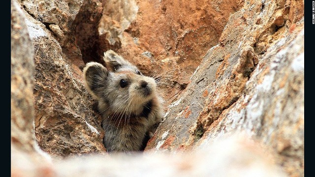 イリナキウサギは岩場に生息する