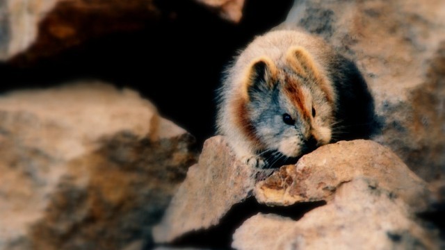 写真特集：パンダよりかわいい？ イリナキウサギ(1/5) - CNN.co.jp