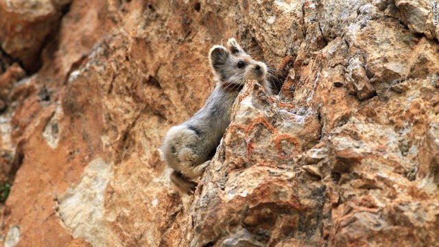 リー氏によれば、ナキウサギの生息地は地球温暖化の影響を受けているという