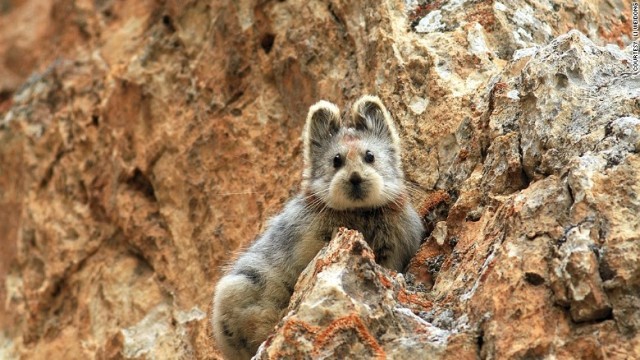 約２０年ぶりに生息が確認されたイリナキウサギ