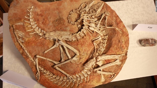 化石のなかでＤＮＡが保存される仕組みにはまだ不明な点も多い