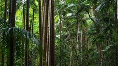 ゴンドワナ雨林は豪ニューサウスウェールズ州のウォランビン国立公園内にある