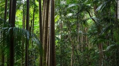 ゴンドワナ雨林は豪ニューサウスウェールズ州のウォランビン国立公園内にある