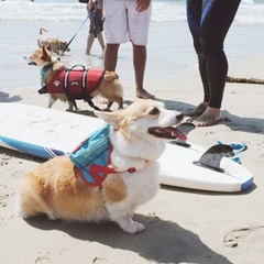 Sneakers the Corgi/Instagram提供