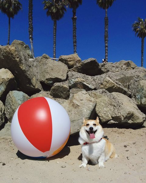 Sneakers the Corgi/Instagram提供