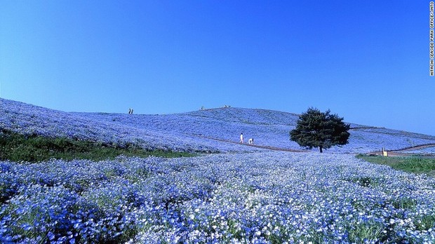 １１．国営ひたち海浜公園（茨城）＝HITACHI SEASIDE PARK OFFICE/JNTO提供