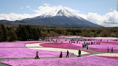 ２９．富士芝桜まつり（山梨）＝AKIRA OAKADA/JNTO提供