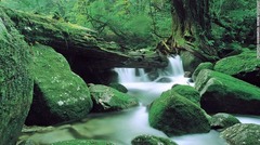 ８．白谷雲水峡（鹿児島）＝KAGOSHIMA PREFECTURAL TOURIST FEDERATION提供