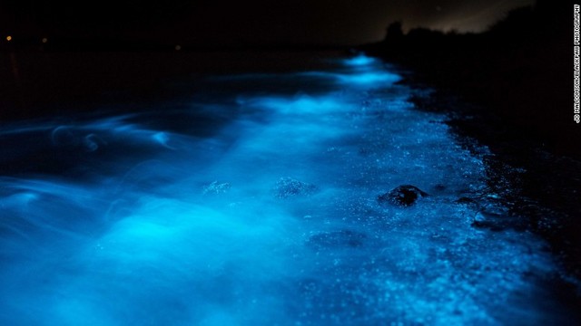 発光現象を引き起こしているのは渦鞭毛藻（うずべんもうそう）と呼ばれる藻の１種の夜光虫 (C) Jo Malcomson/Blackpaw Photography
