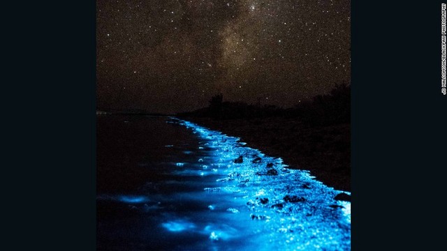 繁殖した夜光虫はやがて死に絶え、発光現象は終わるという (C) Jo Malcomson/Blackpaw Photography