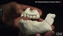 人類の祖先に新種　エチオピアで化石発見