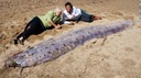 体長５メートルのリュウグウノツカイ、浜に打ち上げ　米
