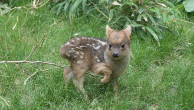 ニューヨークの動物園で世界最小種の鹿の赤ちゃんが生まれた＝WCS