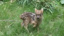 世界最小種の鹿に赤ちゃん誕生　ＮＹ